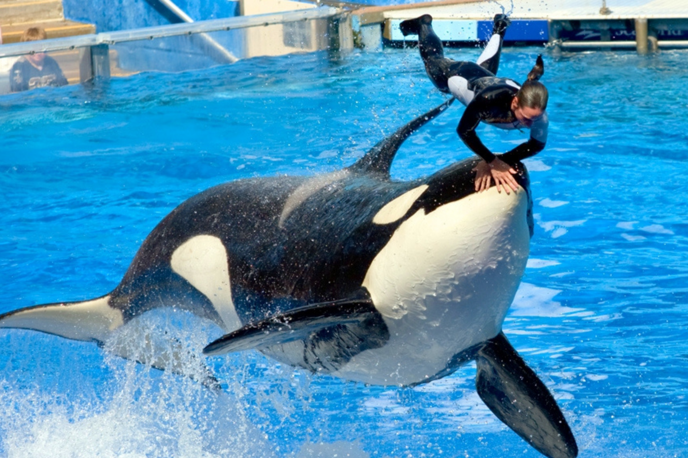 SeaWorld Orlando's most popular show is the Orca show starring Shamu